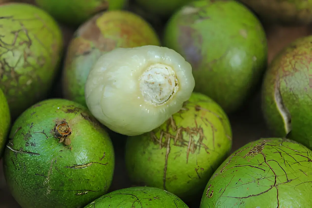 manfaat buah matoa untuk kesehatan
